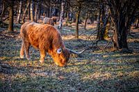 Grazers Veluwe