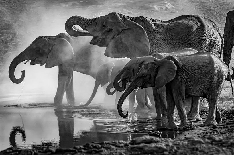 Elefanten von Truckpowerr