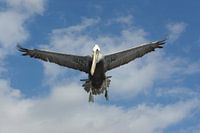 Pelikaan in de aanval