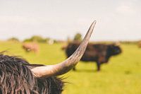 Der schottische Highlander