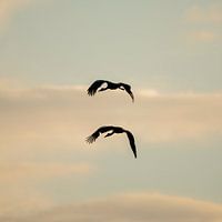 Silhouette von zwei Störchen (quadratisch)