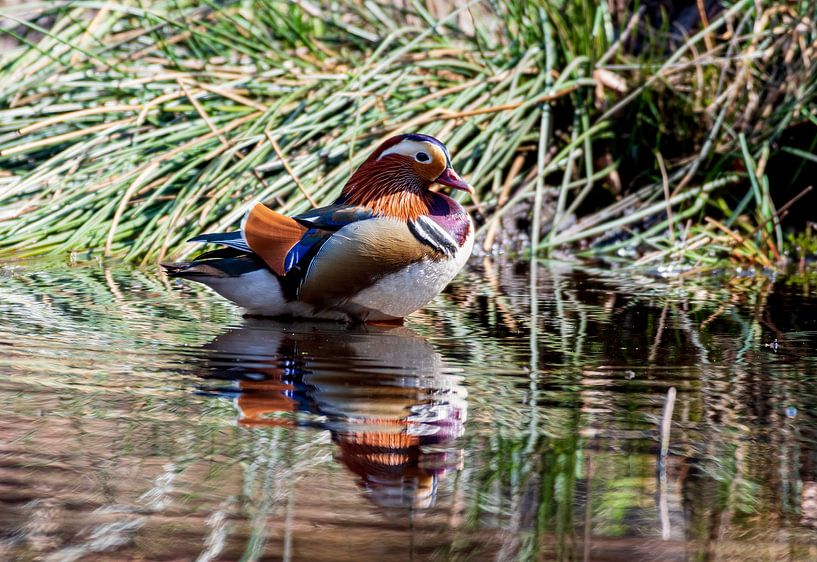 Canard mandarin dans un étang au milieu de la forêt de Veluwe par Merijn Loch