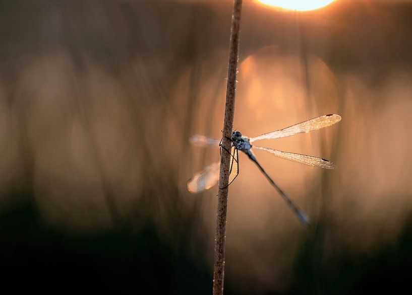 Libellen und Prachtlibellen Teil 21 von Tania Perneel