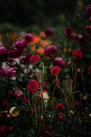 Fine art flower garden | print flowers | flower garden
