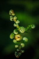 Baby Fern in Nature - Curly - Portrait