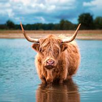 Scottish Highlander (beef)