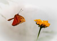 Approche de la cible