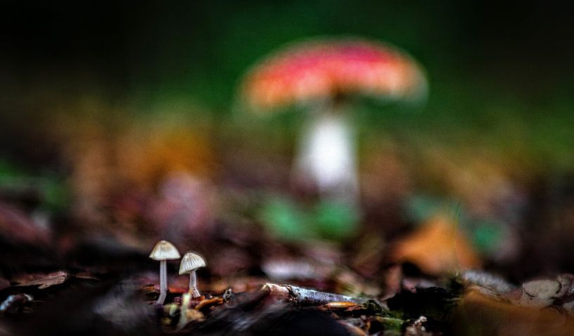 Waldleben von Corné Ouwehand