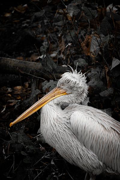 The Pelican by Sebastiaan van der Ham