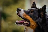 Nahaufnahme eines Hundes