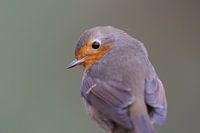 Roodborstje kijkt even achterom