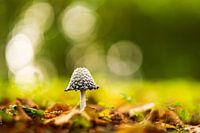 Bokeh et champignons