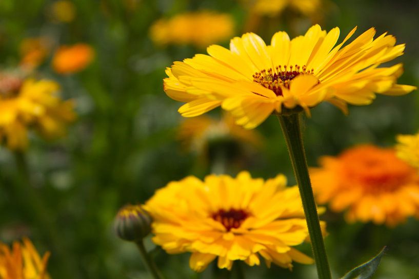 Gele margrieten von Tessa Louwerens