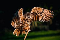 Uhu im letzten Abendlicht