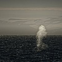 Blauwal vor der Küste von Spitzbergen