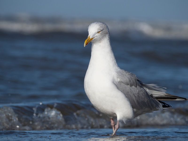 Mouette par Martijn Winkelaar