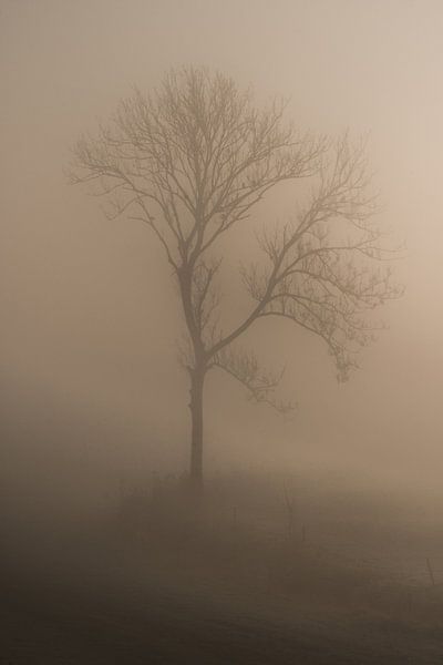 Arbre dans le brouillard par Moetwil en van Dijk - Fotografie