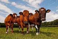 Koeien poster nieuwsgierige roodbonte vaarzen in de wei