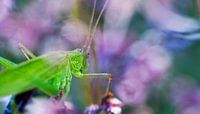 Grasshopper in spring