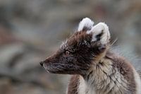 Poolvos in de mystieke bergen