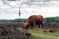 Highlander écossais