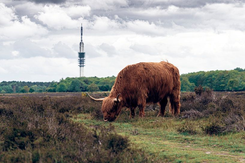 Highlander écossais par Thomas Duiker