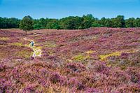 Blühendes Heideland Gasterse Duinen in Drenthe.