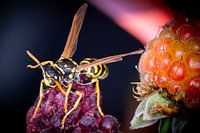 Wespe auf einer Beere