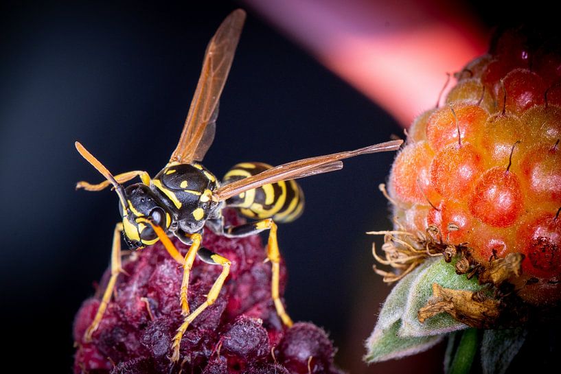 Wespe auf einer Beere von Kees Goethart