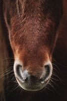 Horse nose. Fine art photography. Moody style. Earth tones