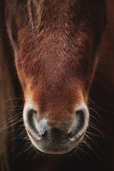Horse nose. Fine art photography. Moody style. Earth tones by Quinten van Ooijen