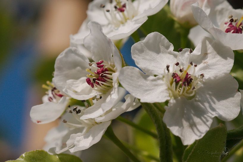 spring blossom by Erik Reijnders