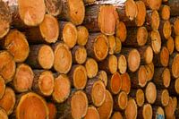 Stack of tree trunks.