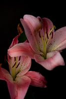 beautiful pink lily