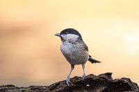 La tête brillante pose au coucher du soleil