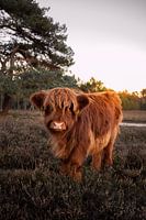 Scottish Highlander calf in the heather