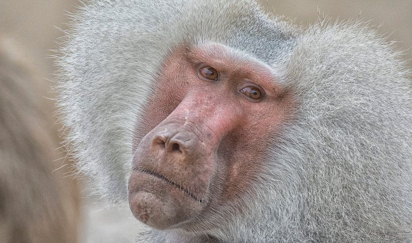 Beautiful grey is not ugly? by Peter Bartelings