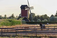 Chevaux dans les prés au coucher du soleil et moulin