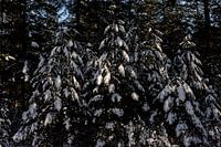 Schöne verschneite Bäume mit Sonnenlicht