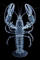 Hummer Luxe - Röntgenbild 1