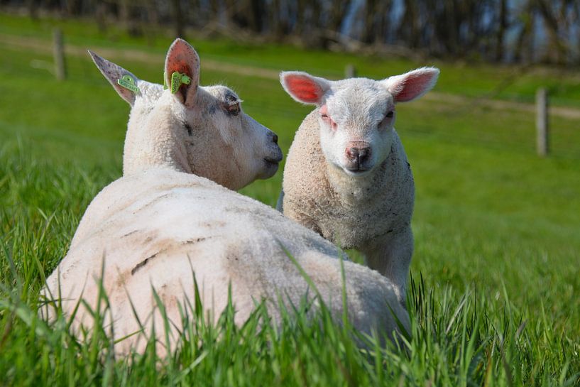deux agneaux dans la prairie par My Footprints