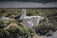 Bekleidete Lamas auf dem Altiplano in Bolivien