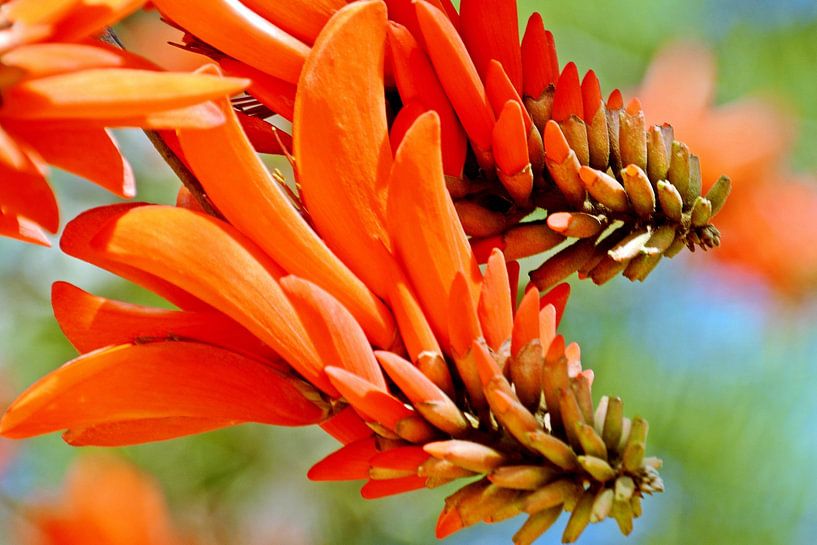 eine rote Korallenbaum Blüte im Sonnenschein von Werner Lehmann