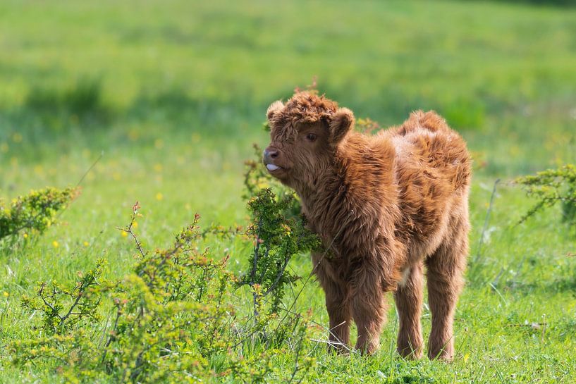 Les Highlanders écossais, grands herbivores aux Pays-Bas par Merijn Loch