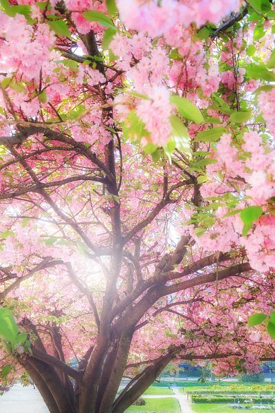 coming soon... by Dennis van de Water