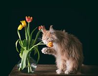 Wodan und seine Tulpen