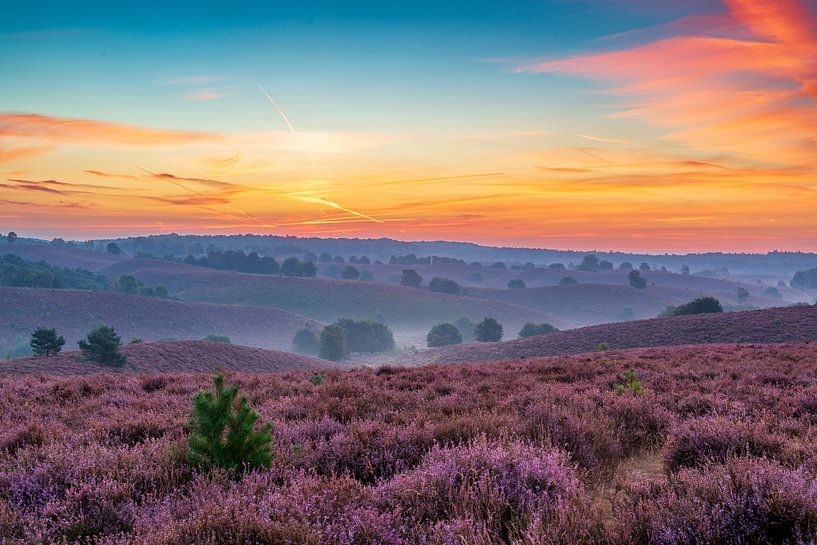 Sunrise over blossoming Heather fields in the hills by Sjoerd van der Wal Photography