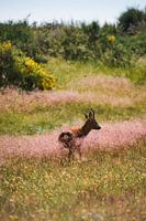 Chevreuil dans une prairie fleurie suédoise