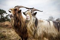Land goats on the moor