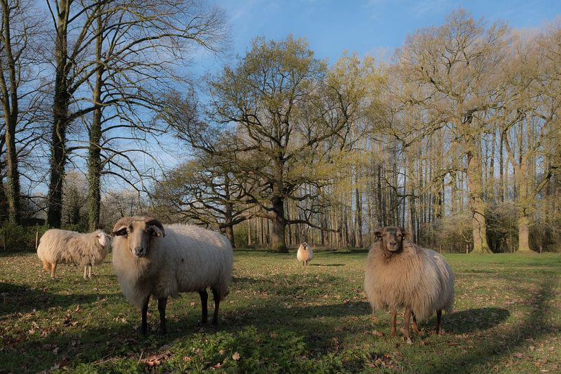 Schapen op Landgoed Soelen von Moetwil en van Dijk - Fotografie